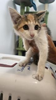 Fundtier Tier-ID 37963