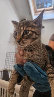 Fundtier Tier-ID 37966