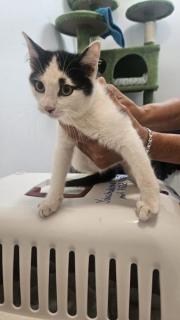 Fundtier Tier-ID 37967