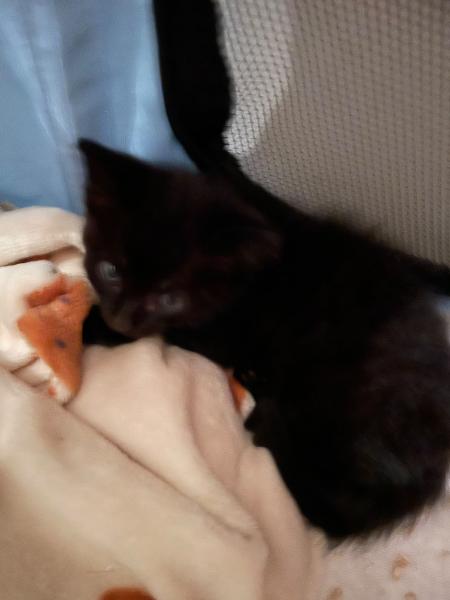 Europäische Hauskatze