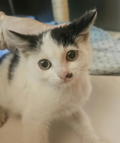 Europäische Hauskatze