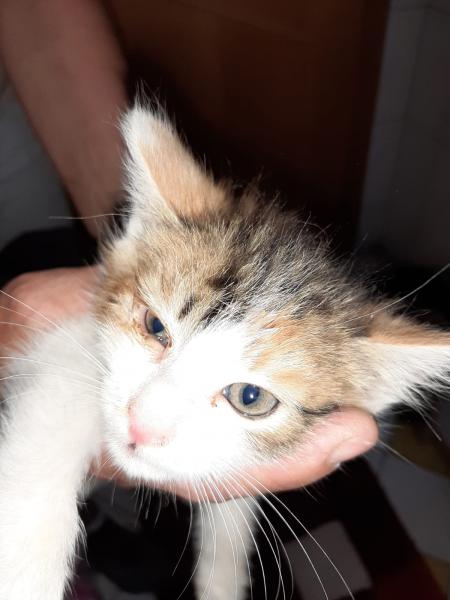 Europäische Hauskatze