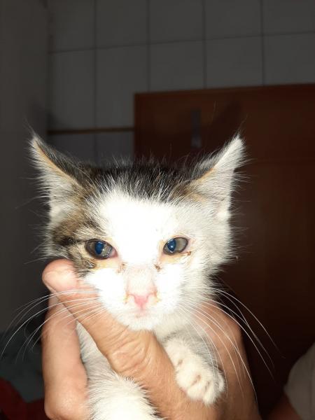 Europäische Hauskatze