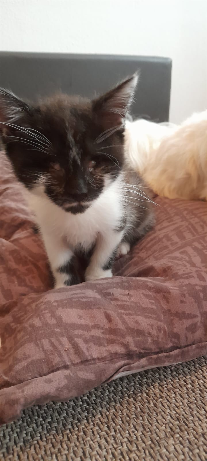 Europäische Hauskatze