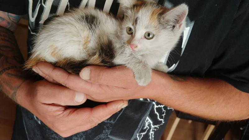 Europäische Hauskatze