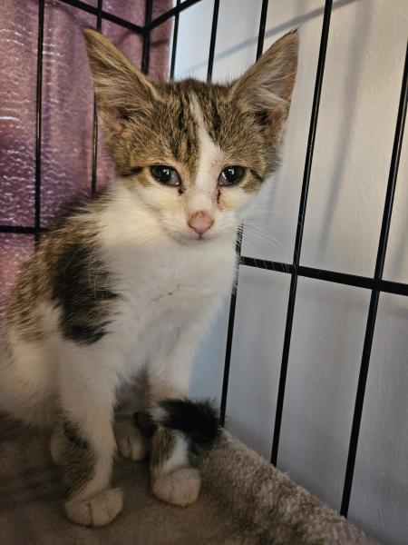 Langhaarkatze-Mischling