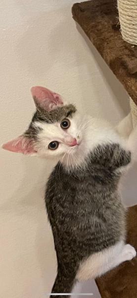 Europäische Hauskatze