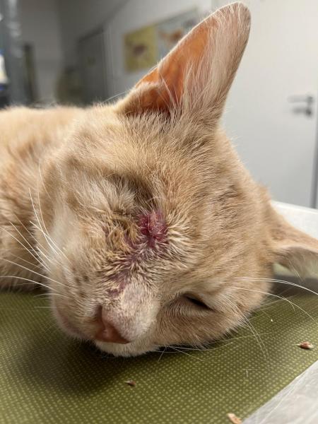 Europäische Hauskatze