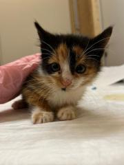 Fundtier Tier-ID 34196