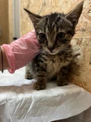 Fundtier Tier-ID 34195