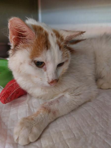 Europäische Hauskatze