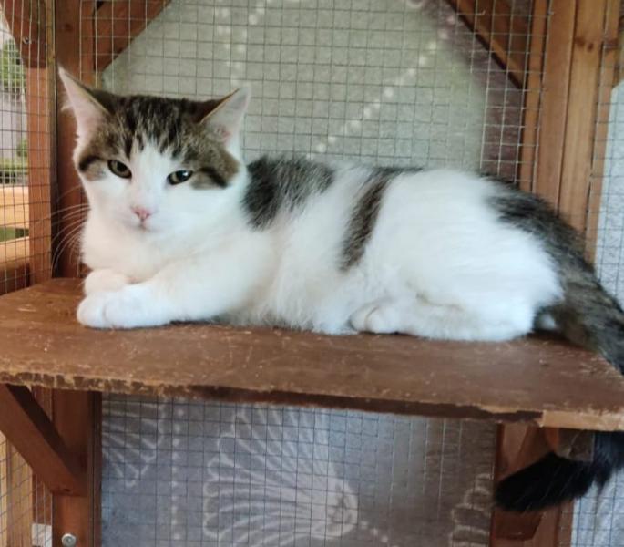 Europäische Hauskatze