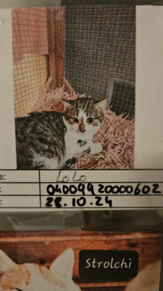 Europäische Hauskatze