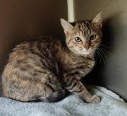 Fundtier Tier-ID 38600