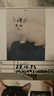 Fundtier Tier-ID 39213