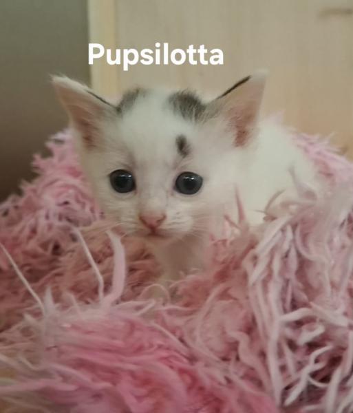 Europäische Hauskatze