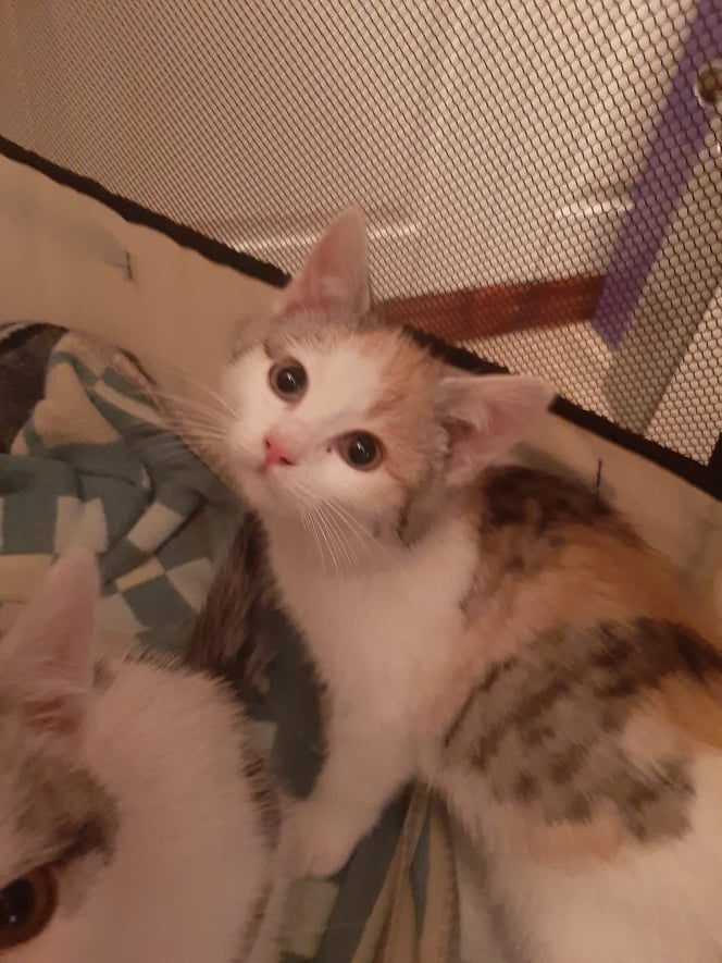 Europäische Hauskatze
