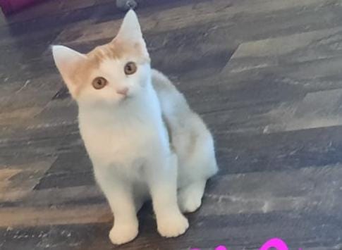 Europäische Hauskatze