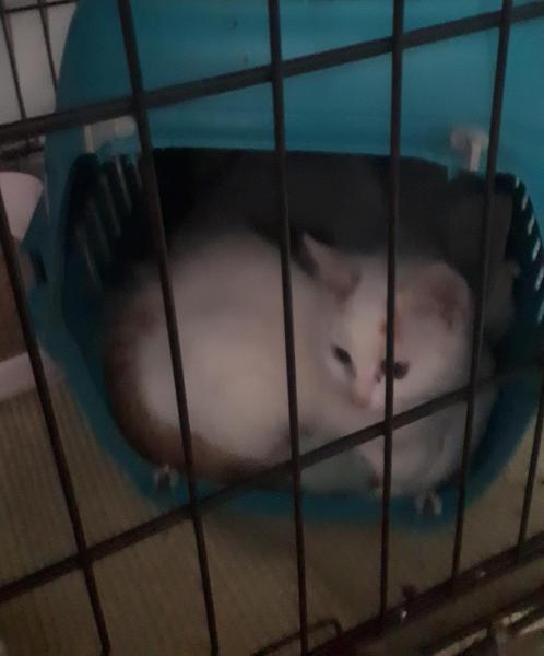 Europäische Hauskatze