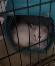 Fundtier Tier-ID 26900