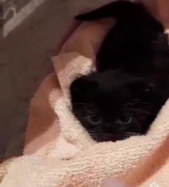 Europäische Hauskatze