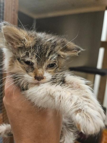 Europäische Hauskatze