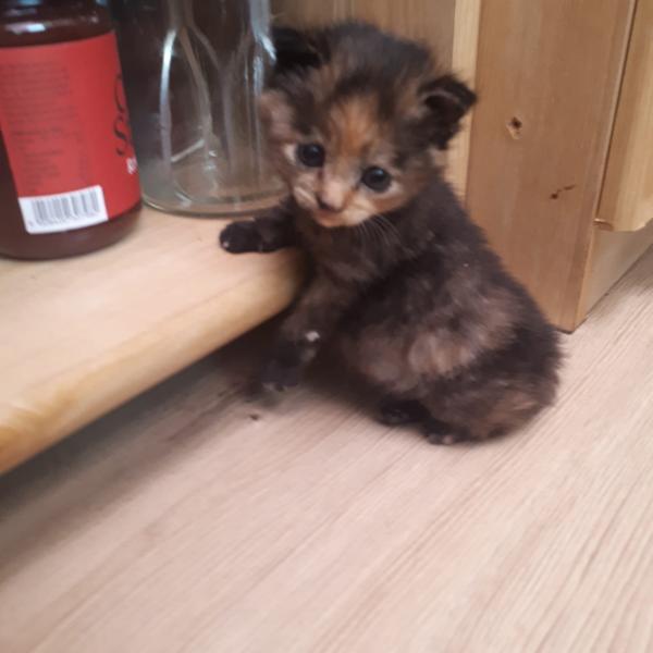 Europäische Hauskatze