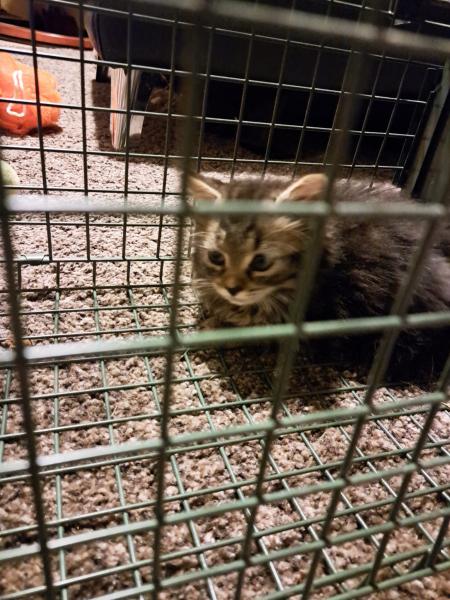 Europäische Hauskatze