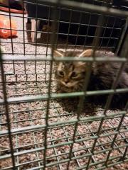 Fundtier Tier-ID 30152