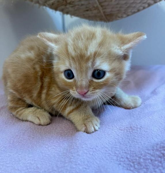 Europäische Hauskatze