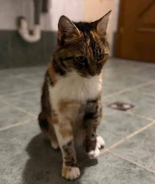 Europäische Hauskatze