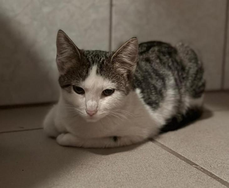 Europäische Hauskatze