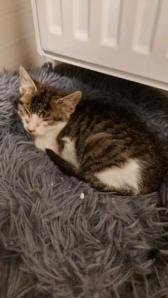 Europäische Hauskatze