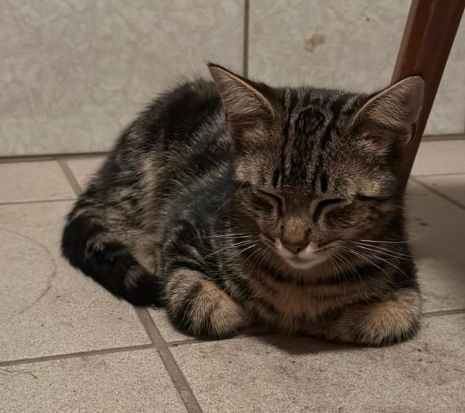 Europäische Hauskatze