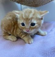 Fundtier Tier-ID 34698