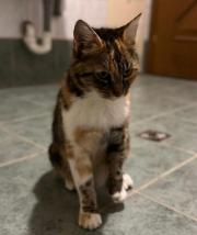 Fundtier Tier-ID 35119