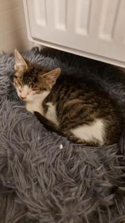 Fundtier Tier-ID 35044