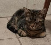 Fundtier Tier-ID 35118