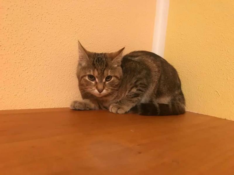 Europäische Hauskatze