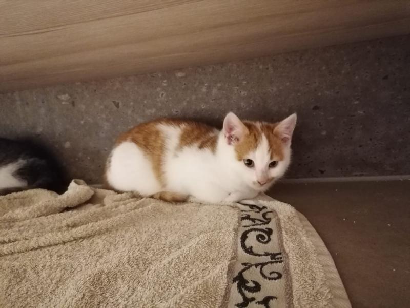 Europäische Hauskatze