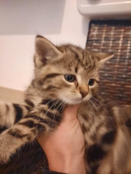 Europäische Hauskatze