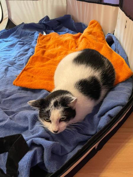 Europäische Hauskatze