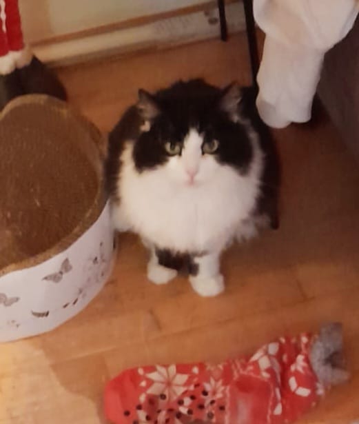 Europäische Hauskatze