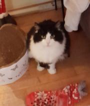 Fundtier Tier-ID 27356