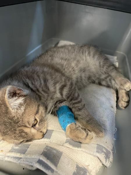 Europäische Hauskatze