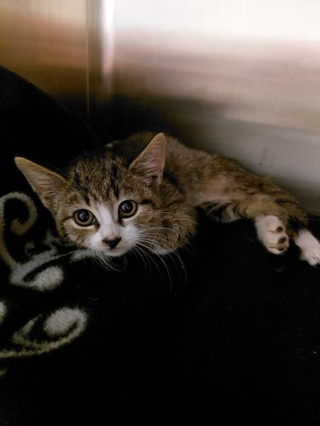 Europäische Hauskatze