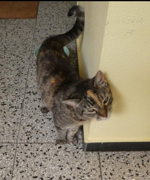 Europäische Hauskatze