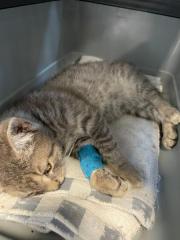 Fundtier Tier-ID 30554