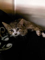 Fundtier Tier-ID 30555