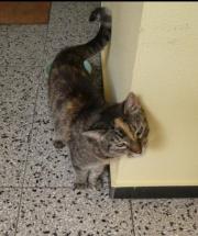 Fundtier Tier-ID 30553